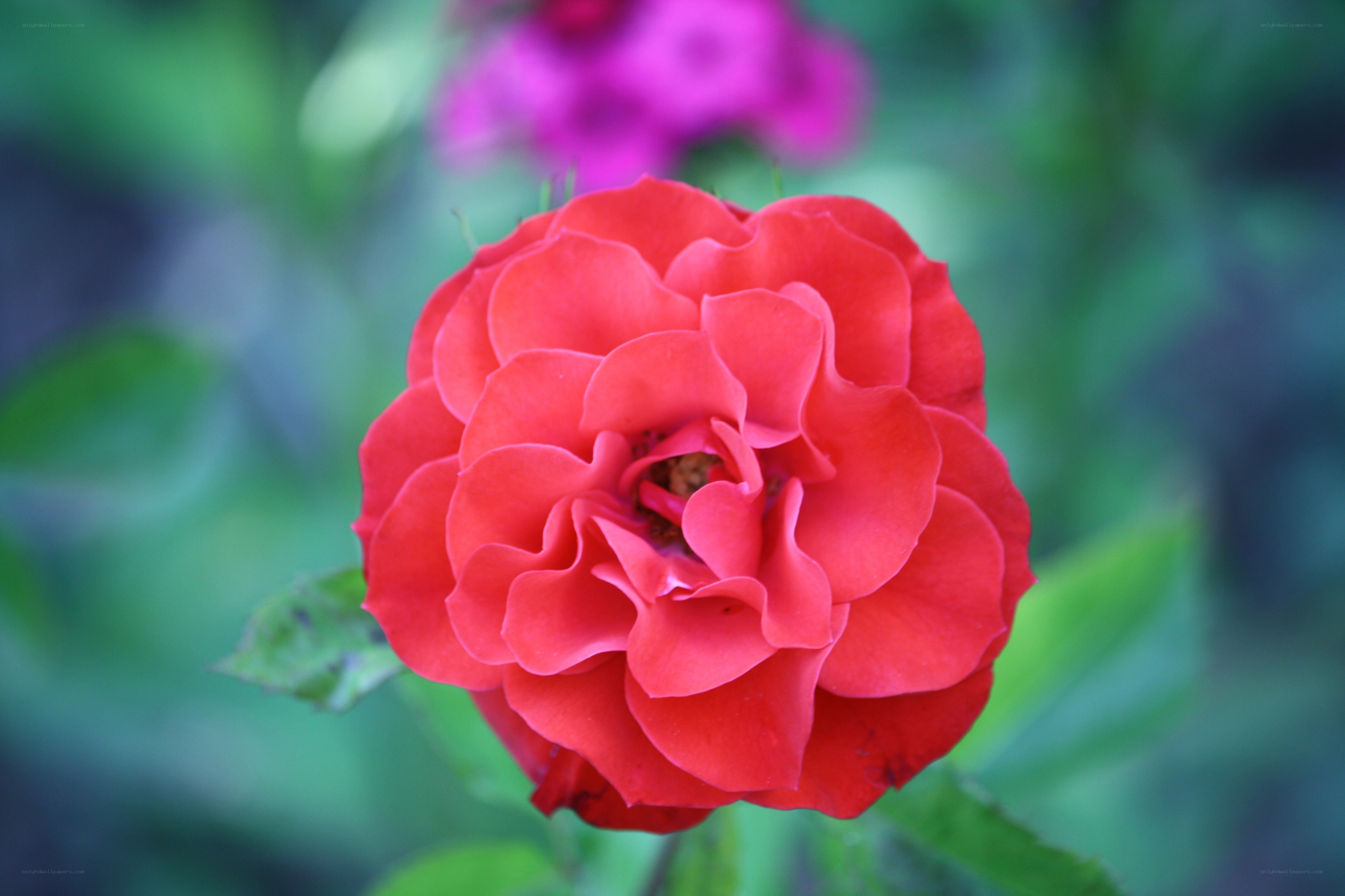 Red rose in garden