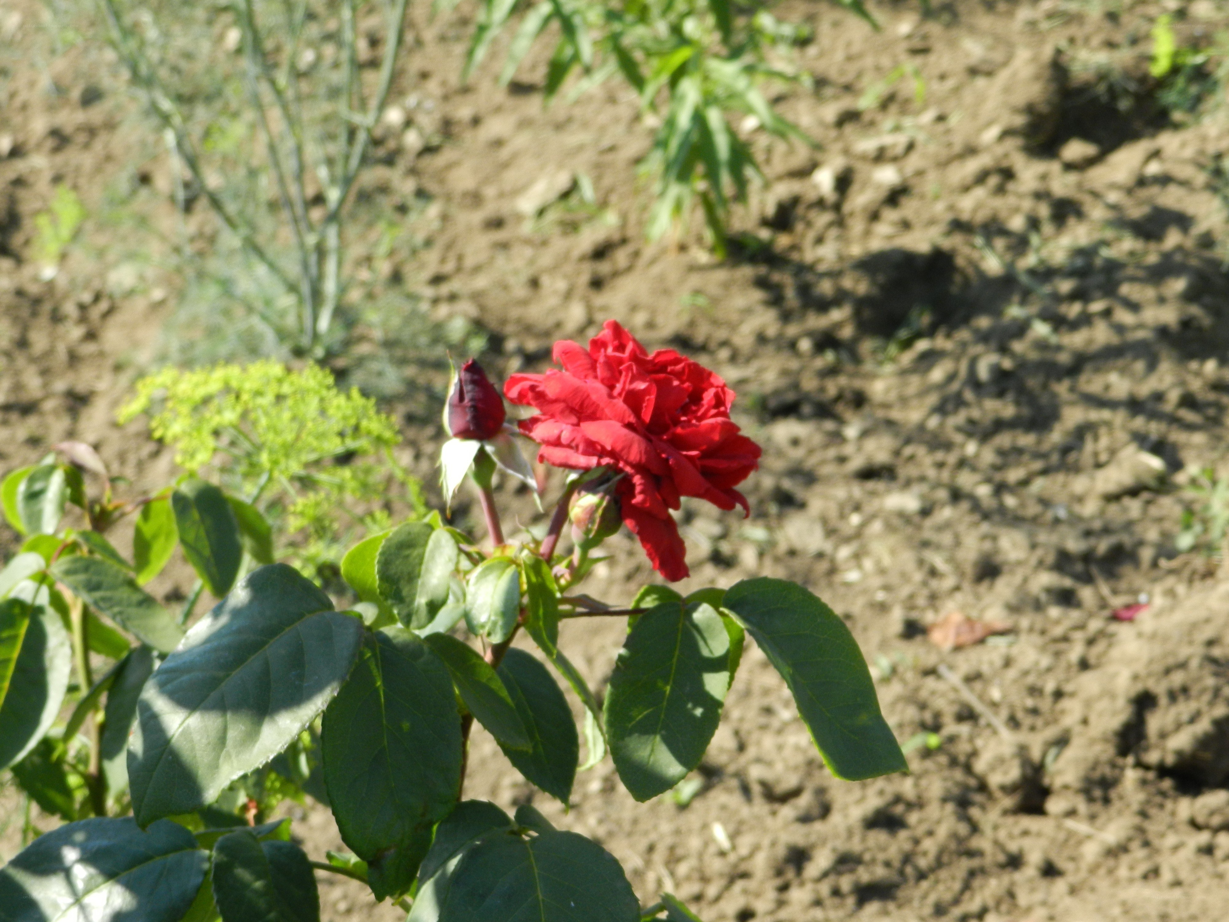Red rose in garden