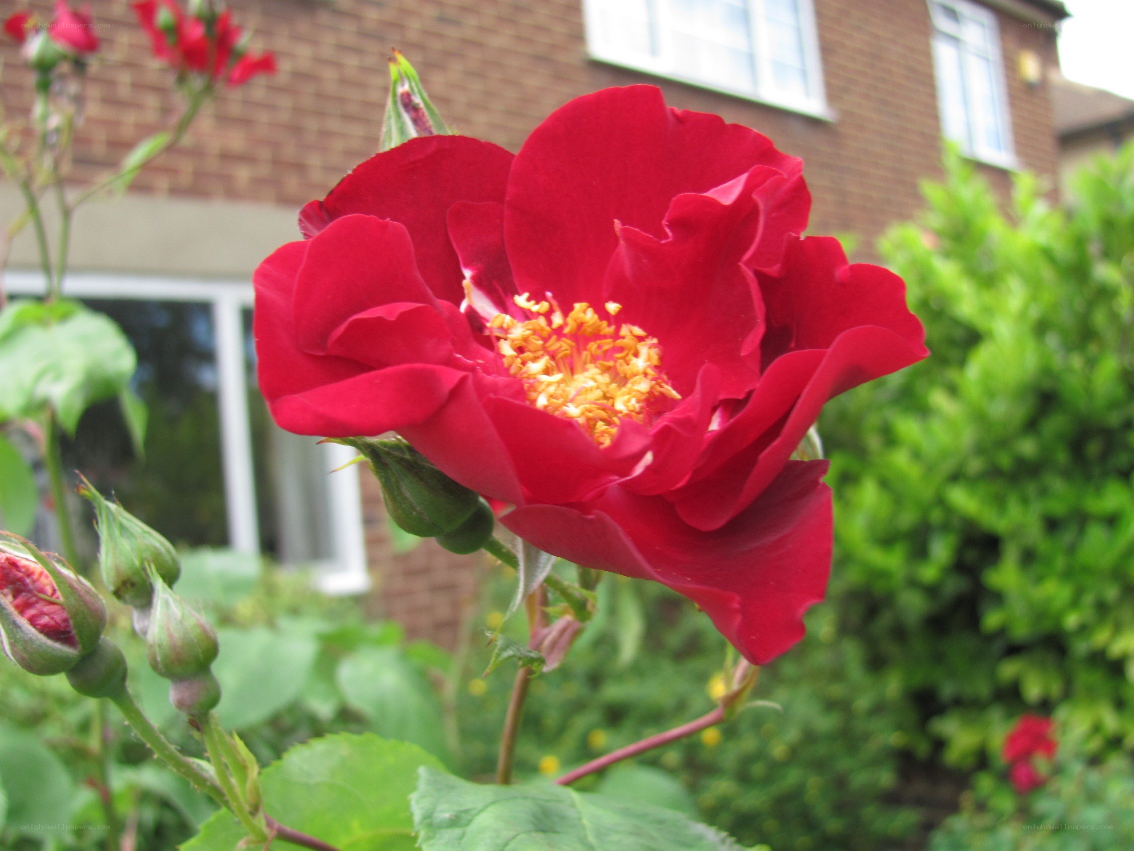 Red rose in garden