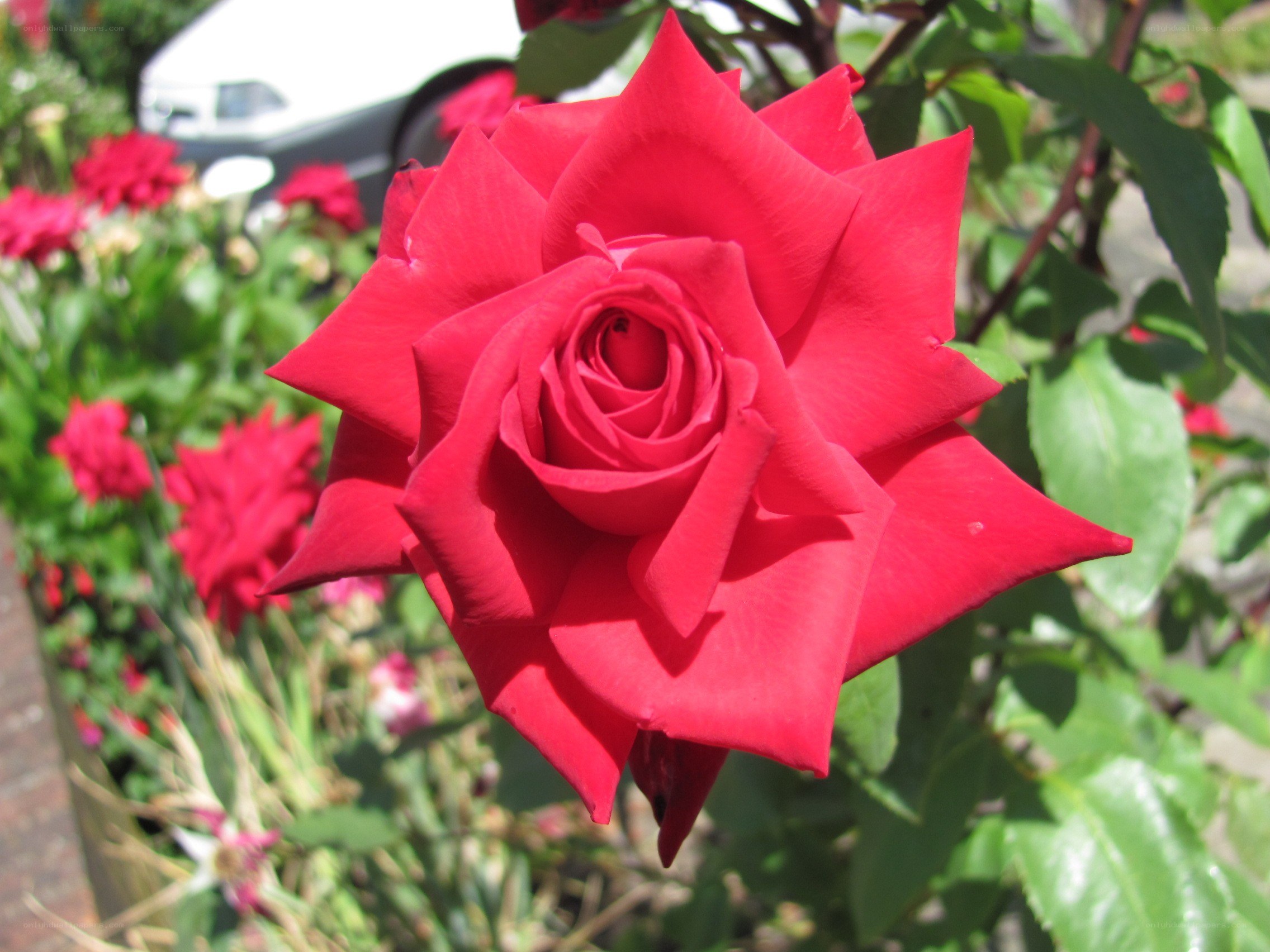 Red rose in garden
