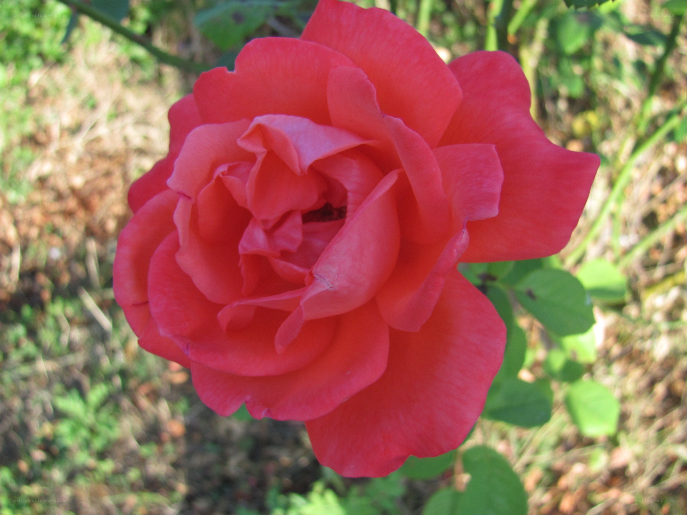red rose in garden