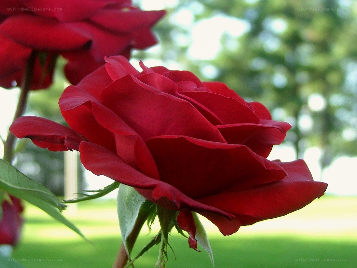 Red rose in garden
