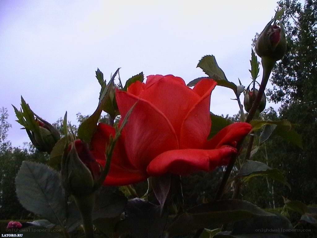 Red rose in garden