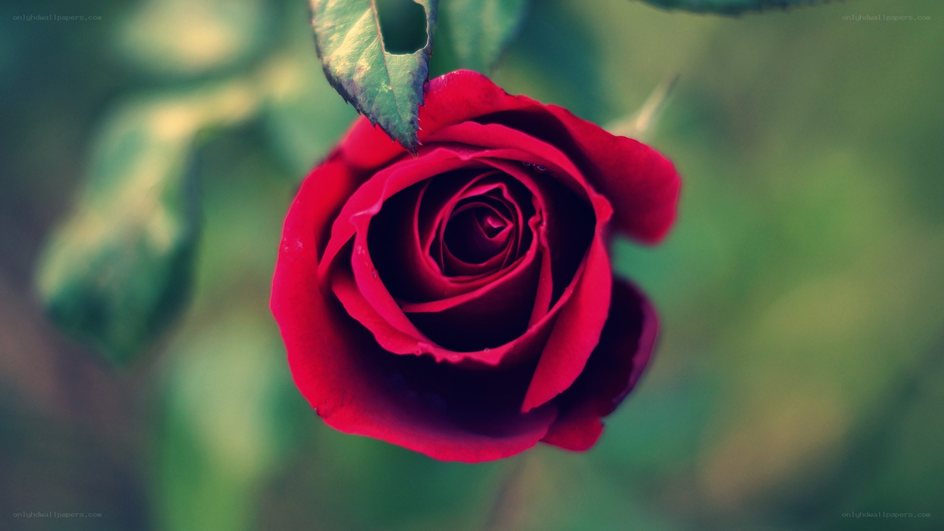 red rose in garden