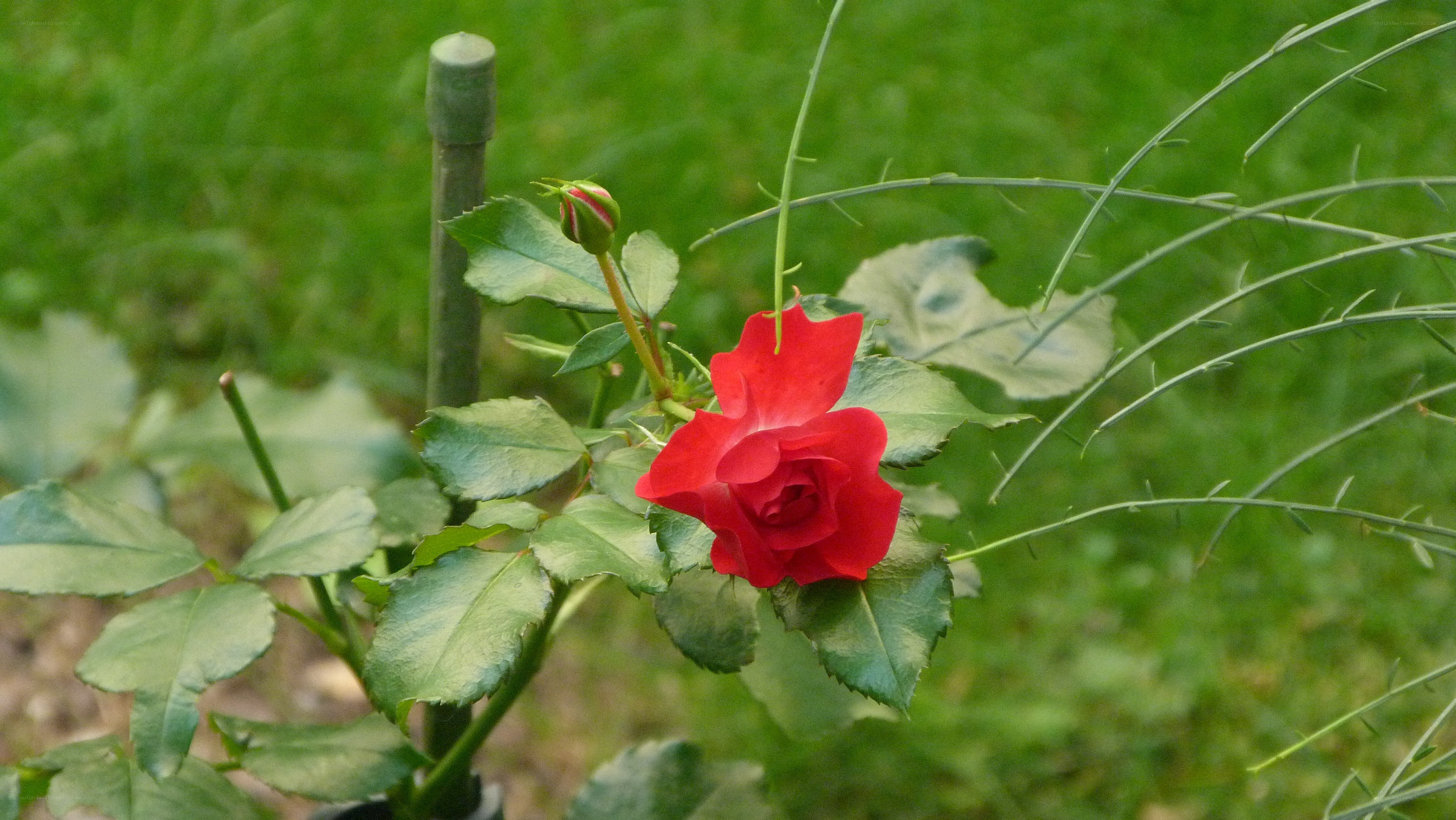 Red rose in garden