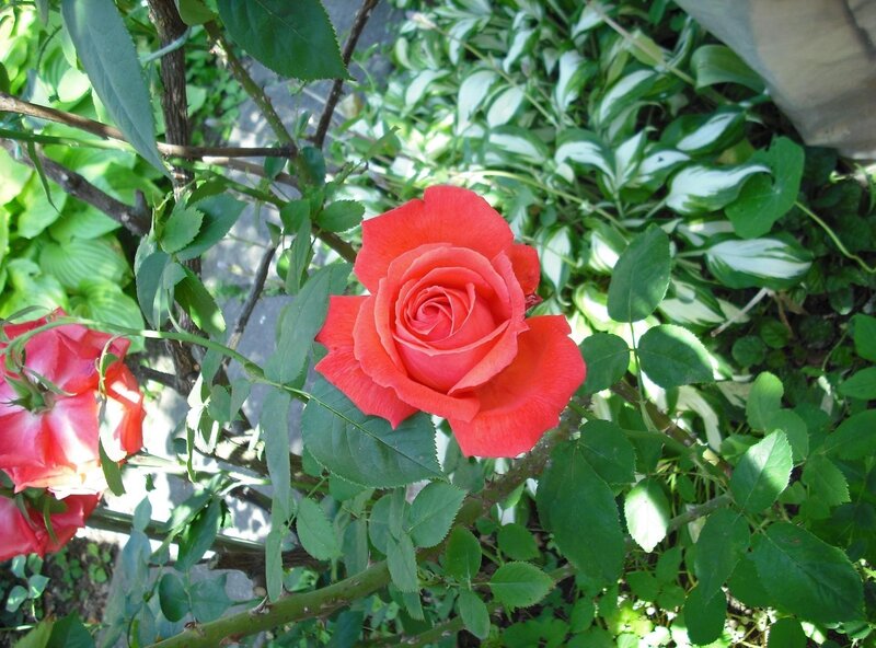 Red rose in garden