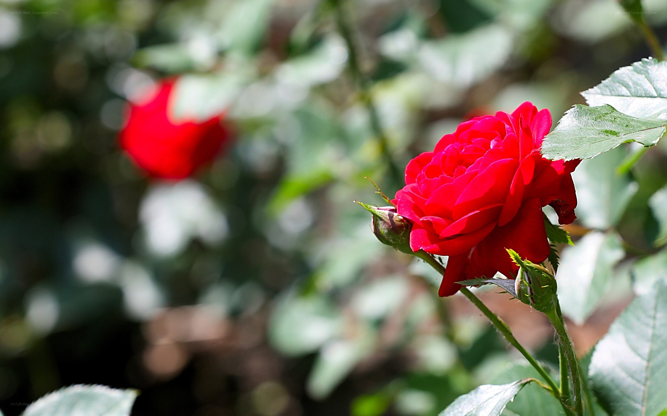 Red rose in garden