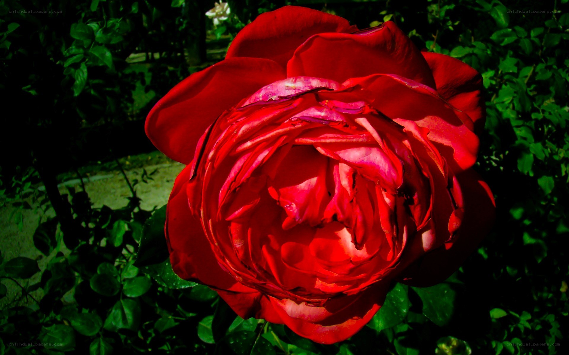 Red rose in garden