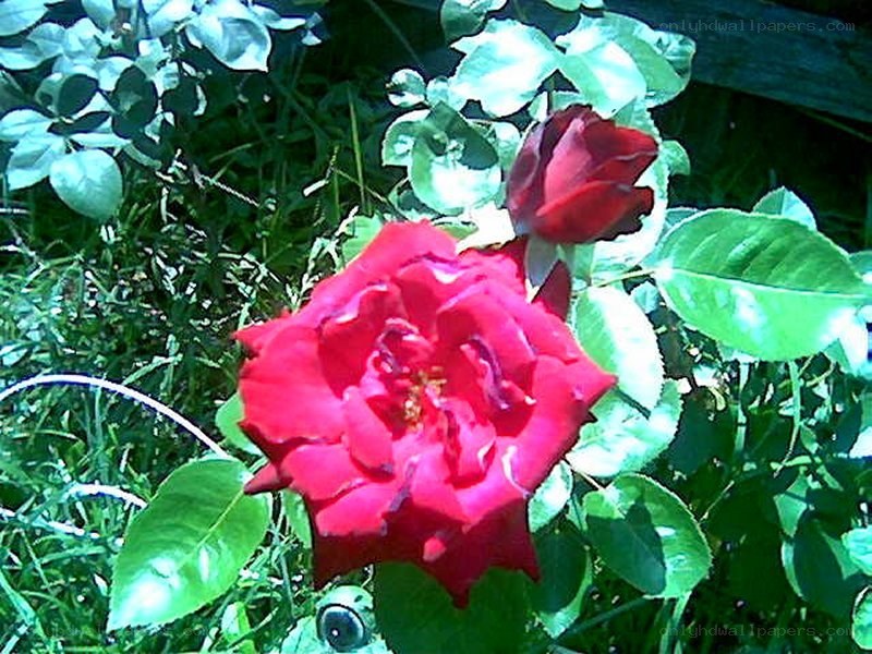 Red rose in garden