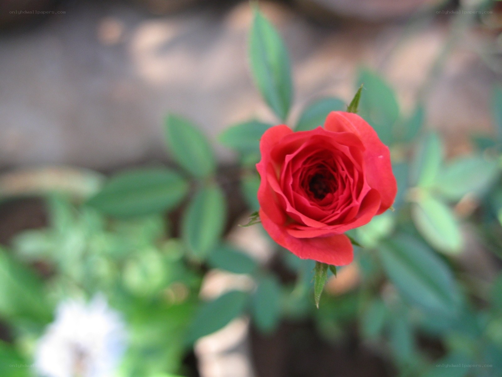 Red rose in garden