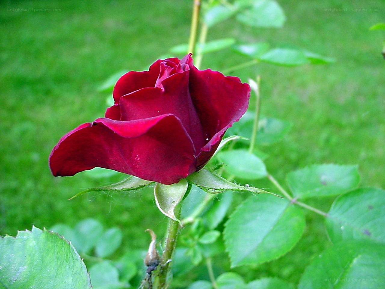 Red rose in garden