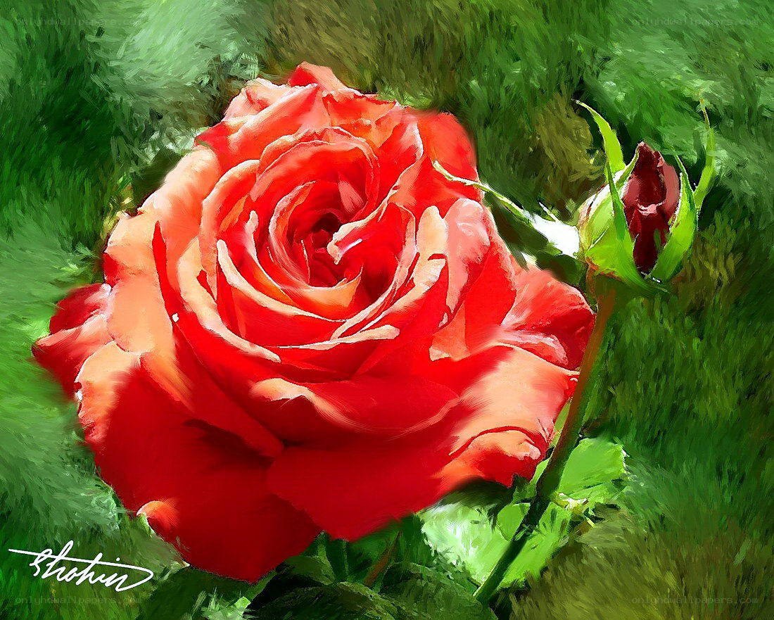 Red rose in garden