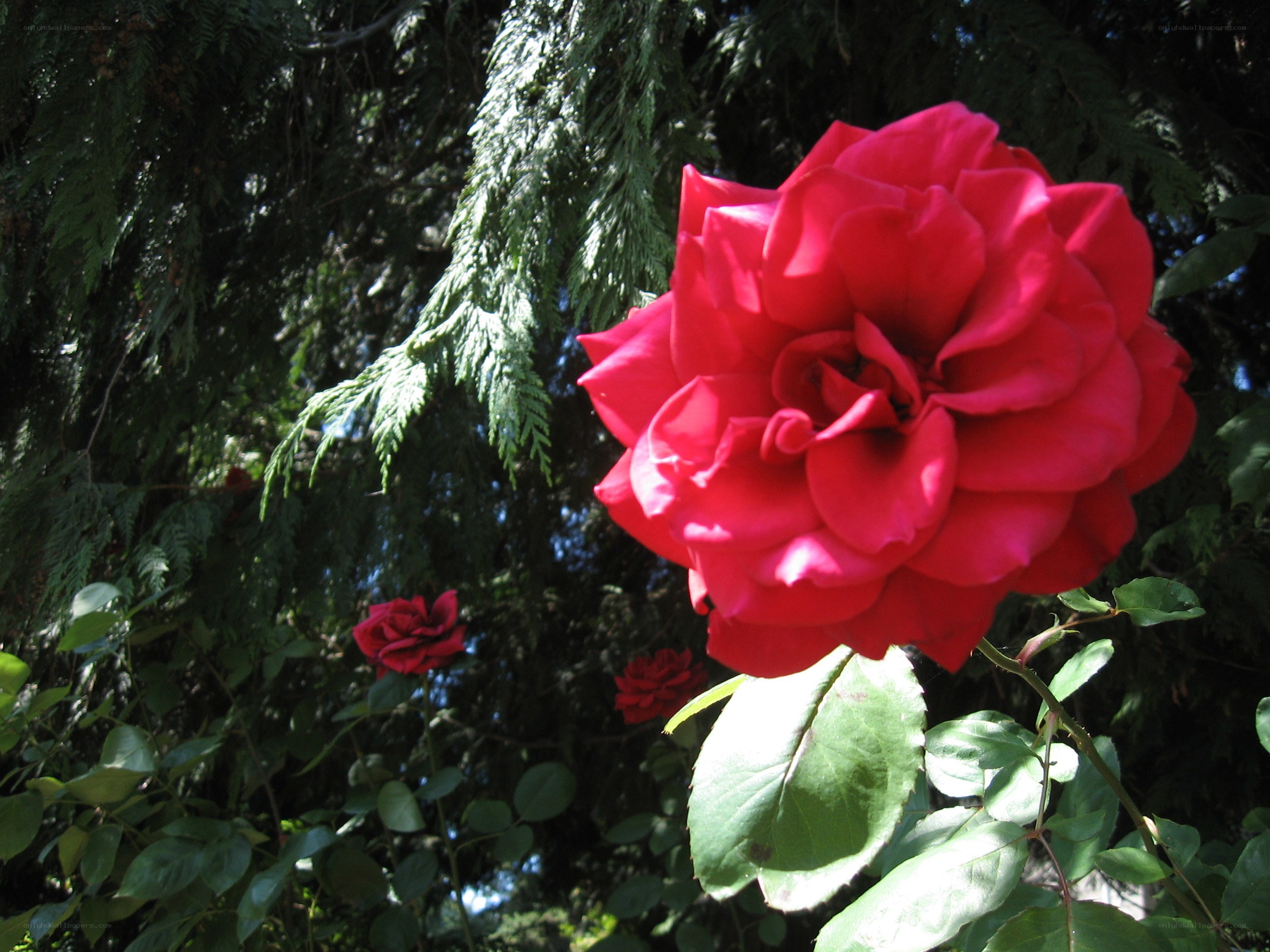 Red rose in garden