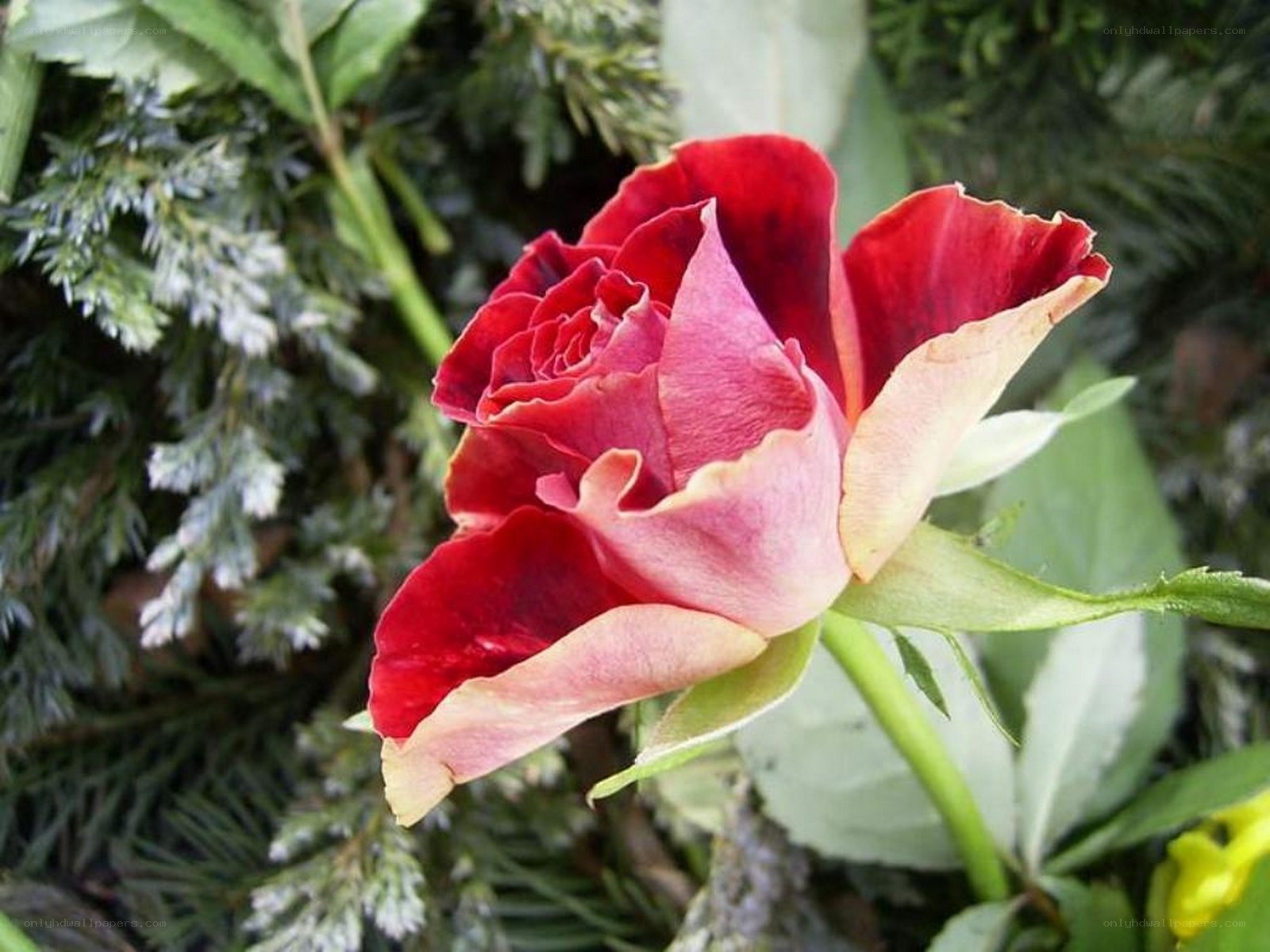 Red rose in garden