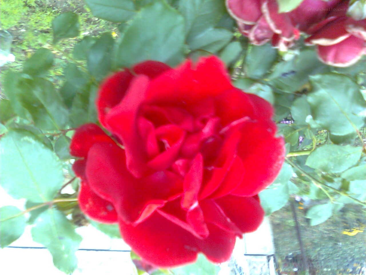 Red rose in garden