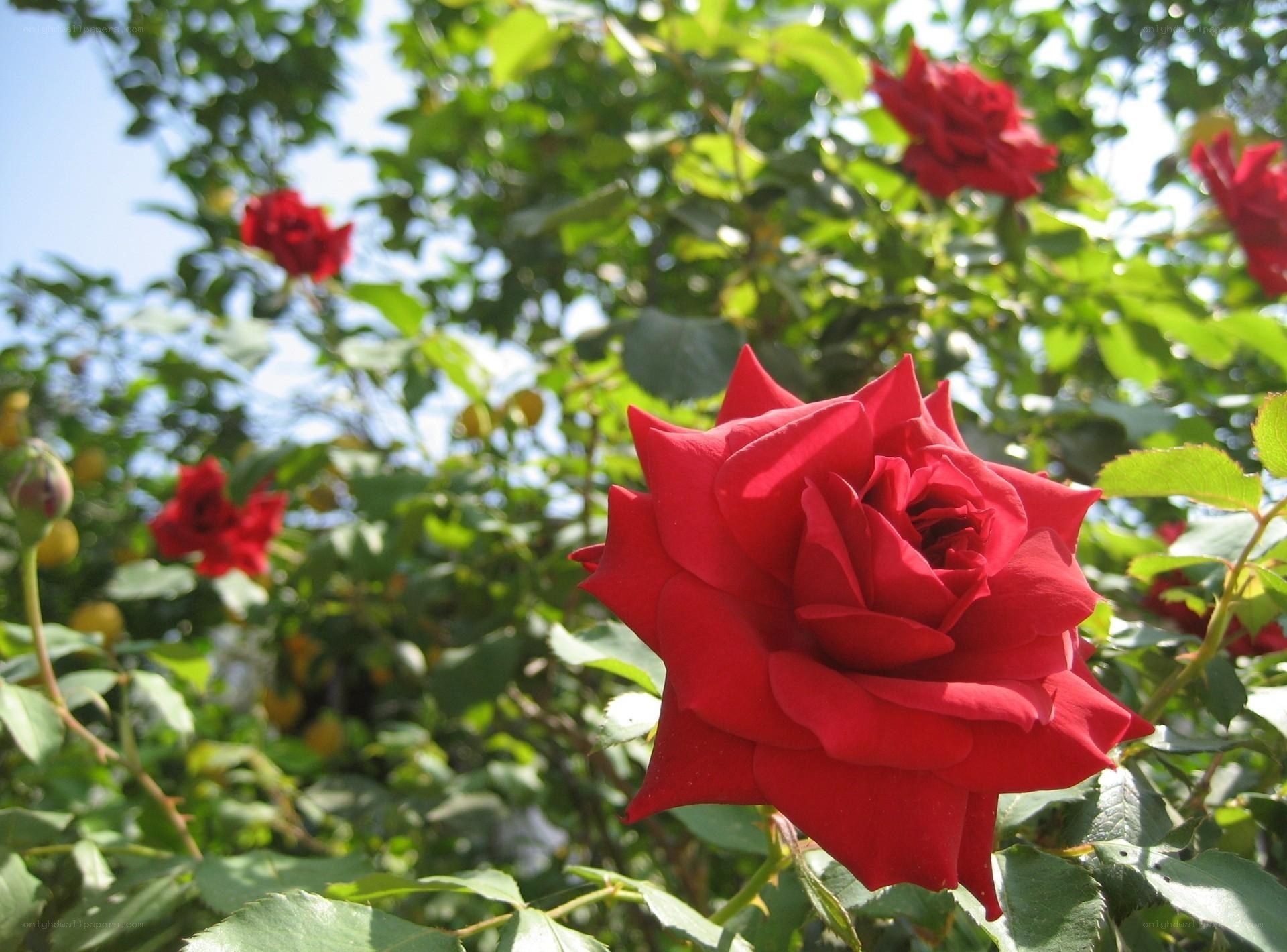 Red rose in garden