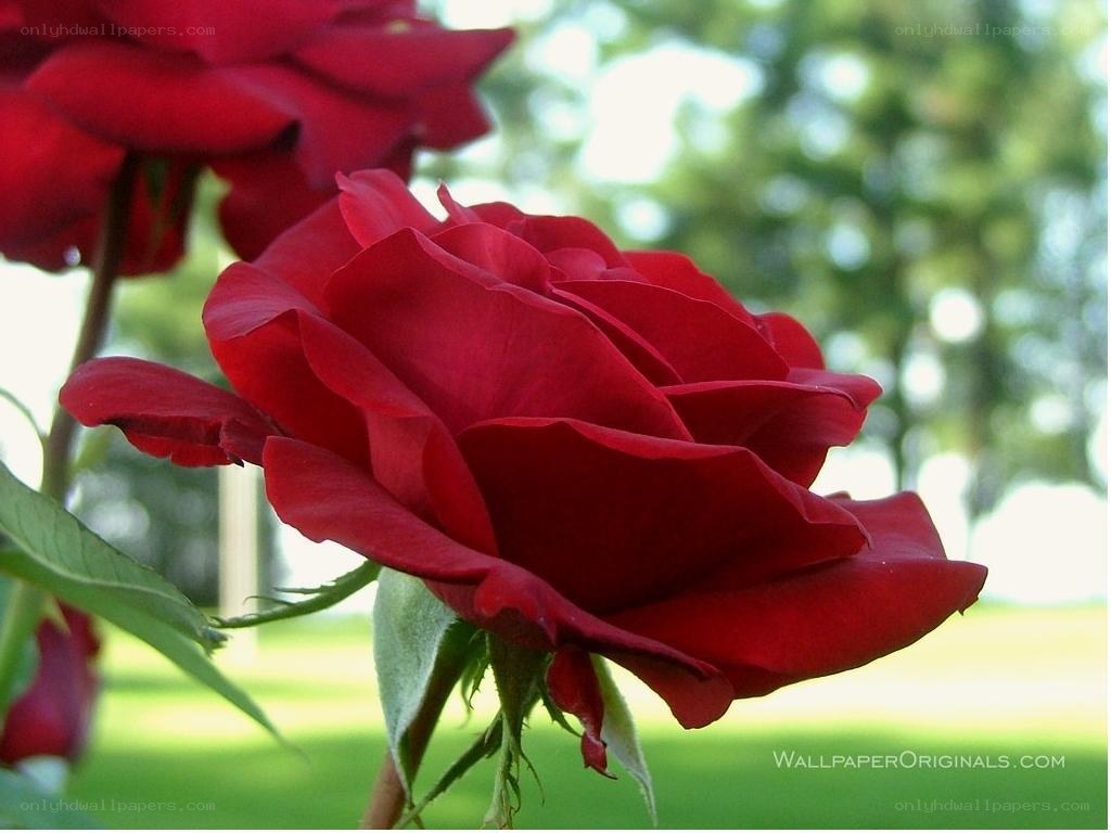 Red rose in garden