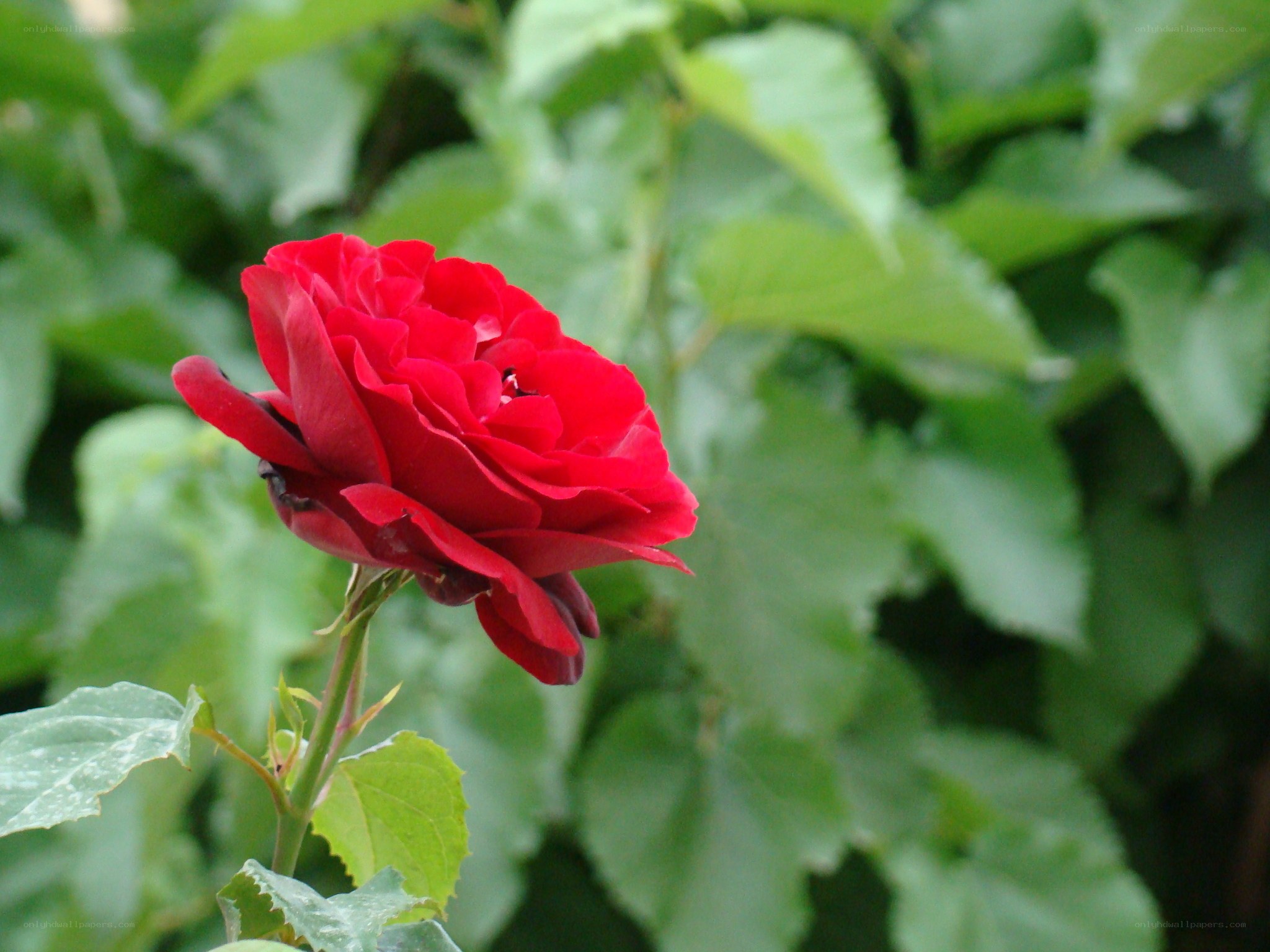 Red rose in garden