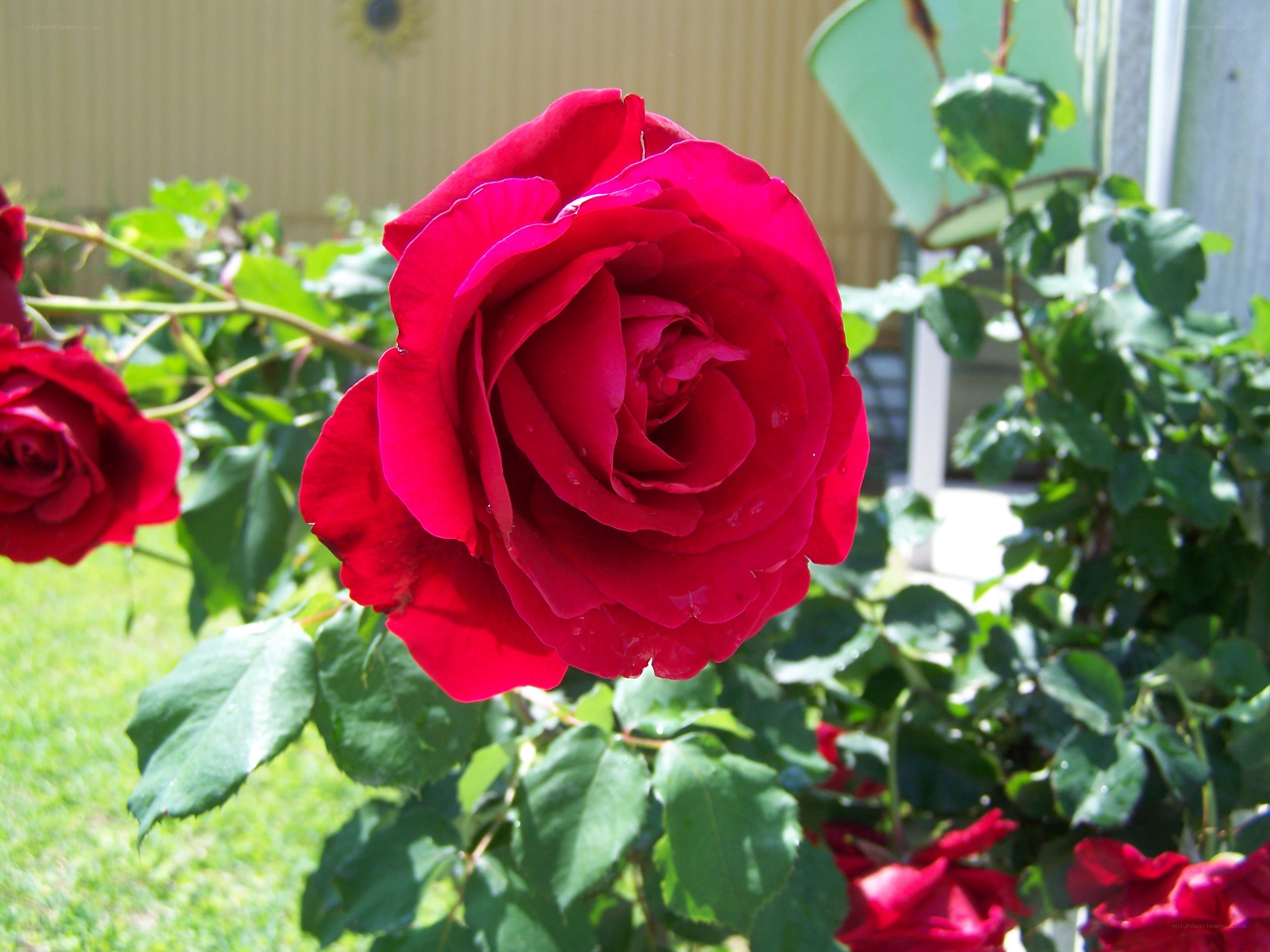 Red rose in garden