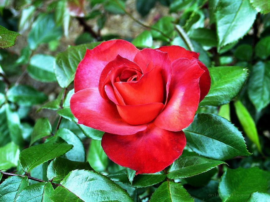 Red rose in garden