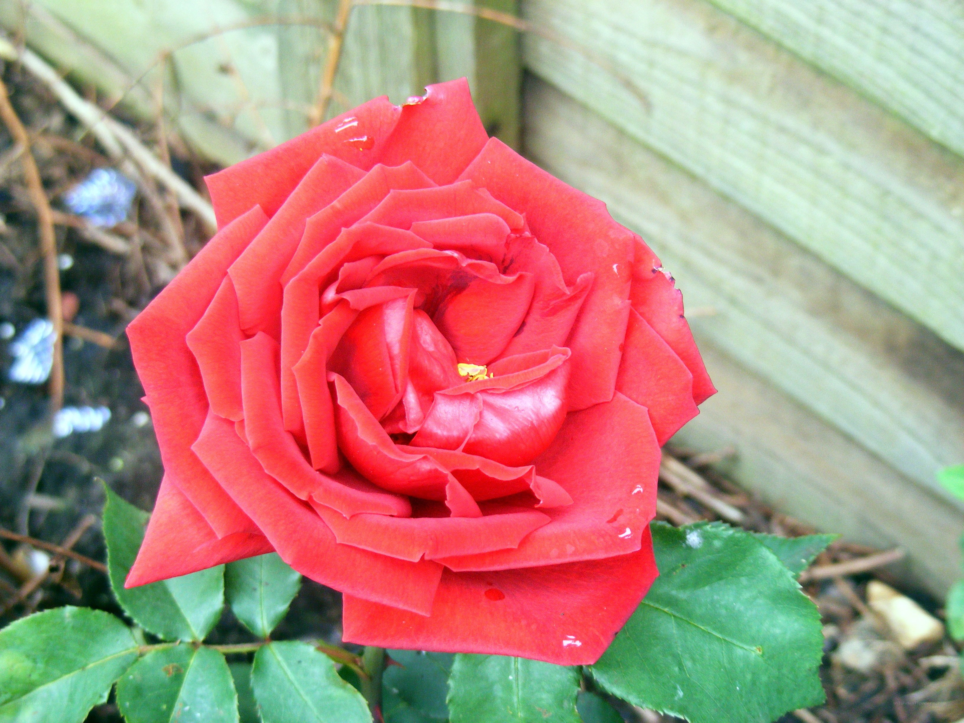 Red rose in garden