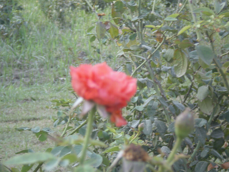 red rose in garden