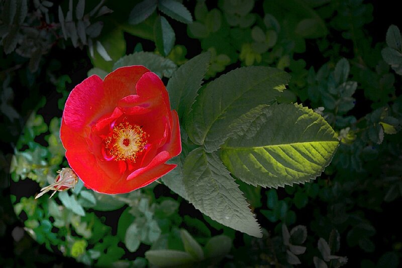 Red rose in garden