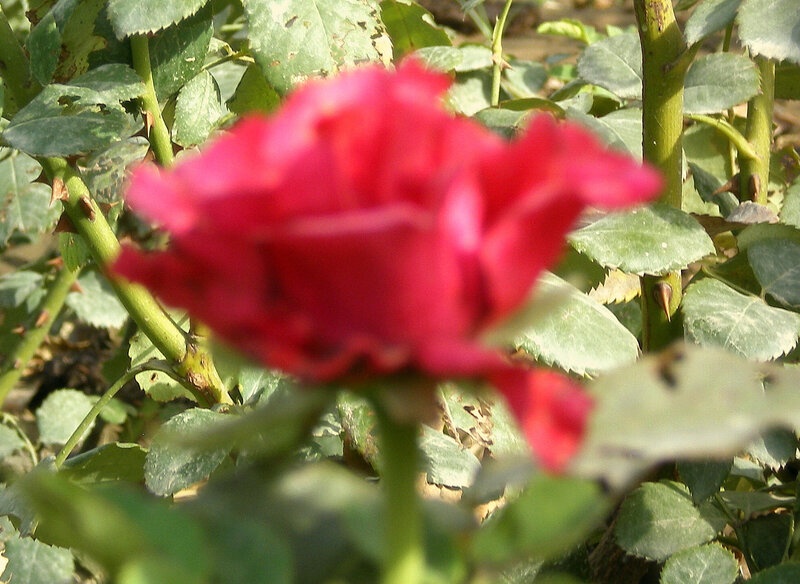 red rose in garden