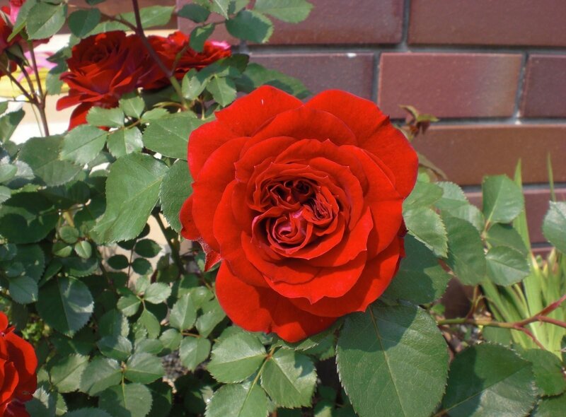 Red rose in garden
