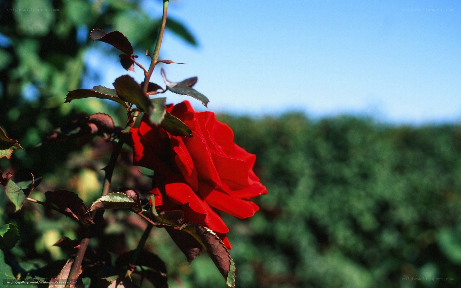 Red rose in garden