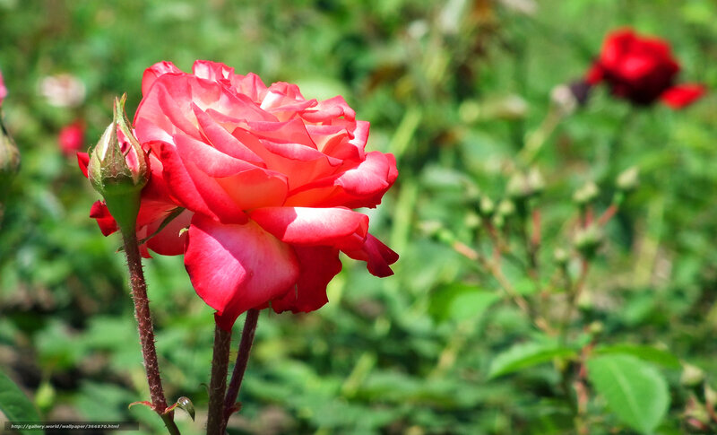 Red rose in garden