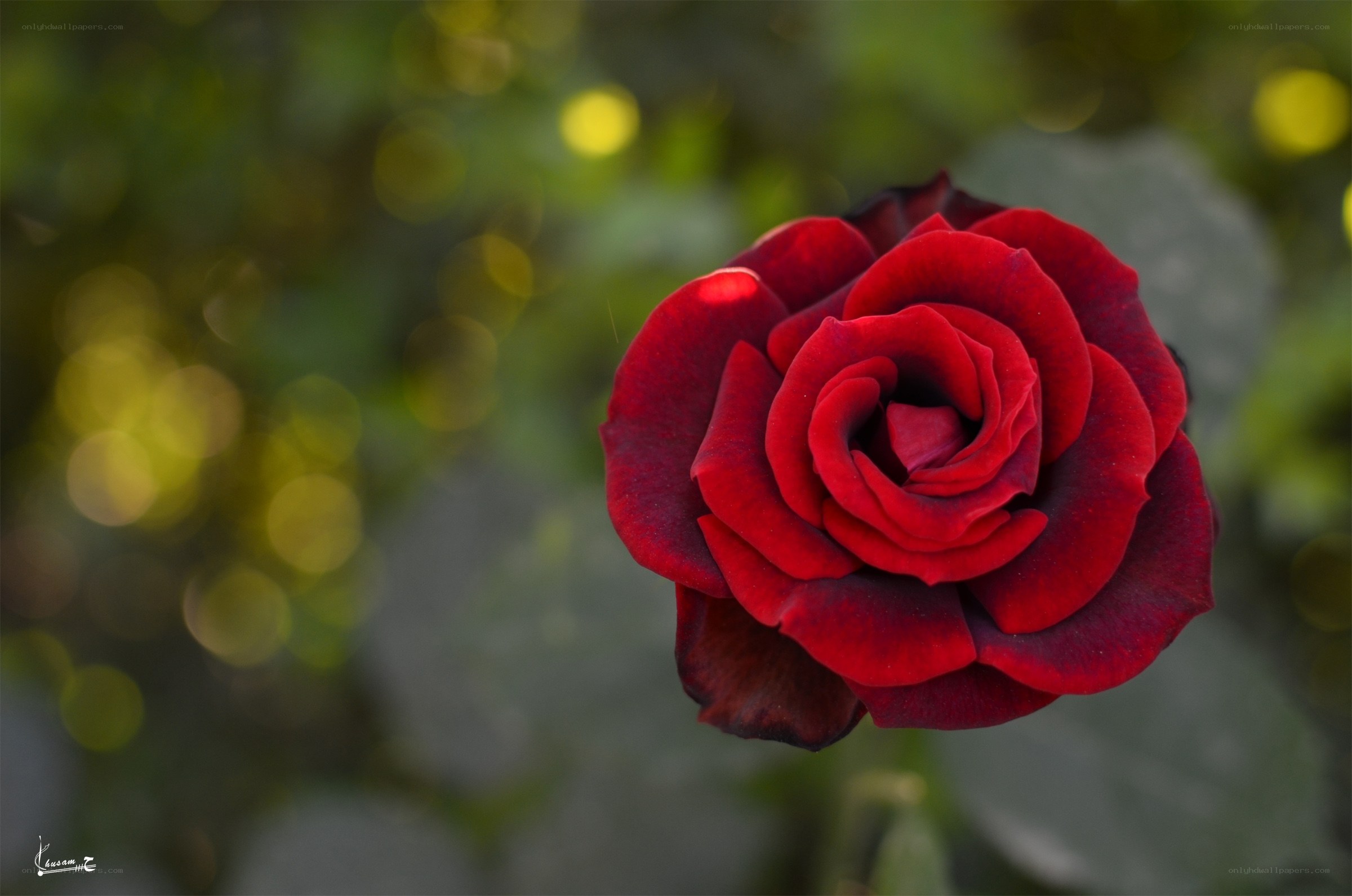 Red rose in garden