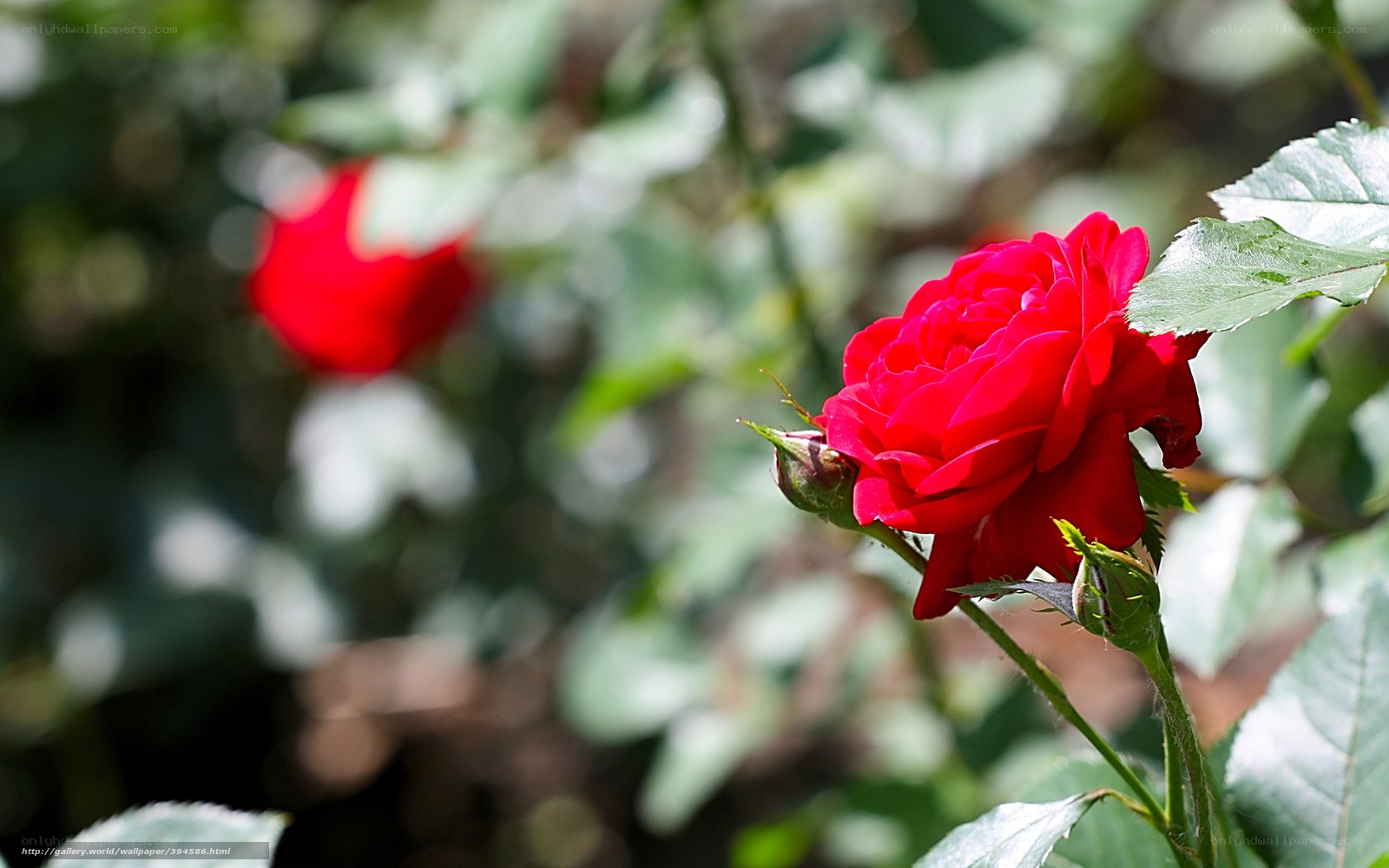Red rose in garden