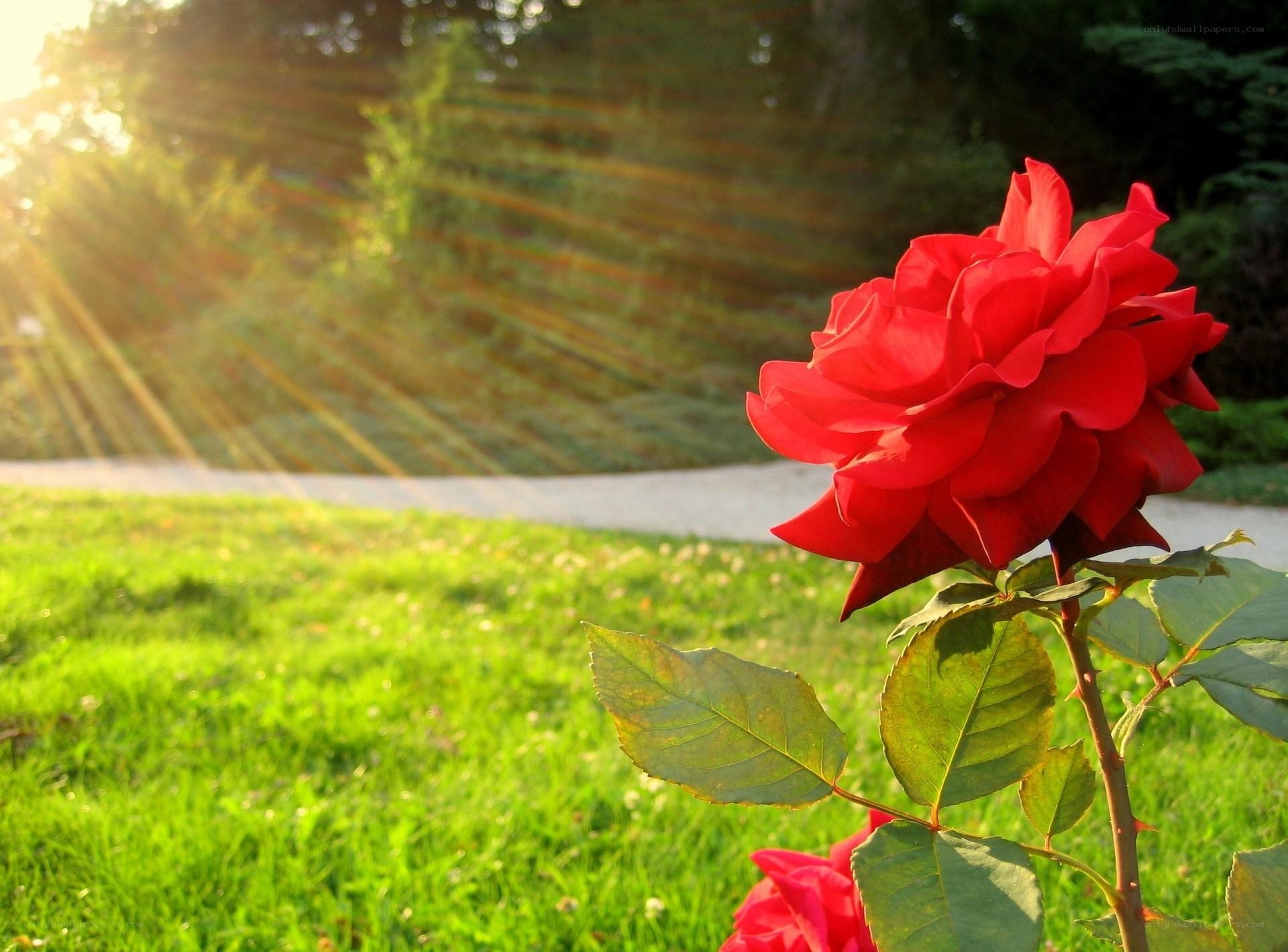 Red rose in garden at sunset