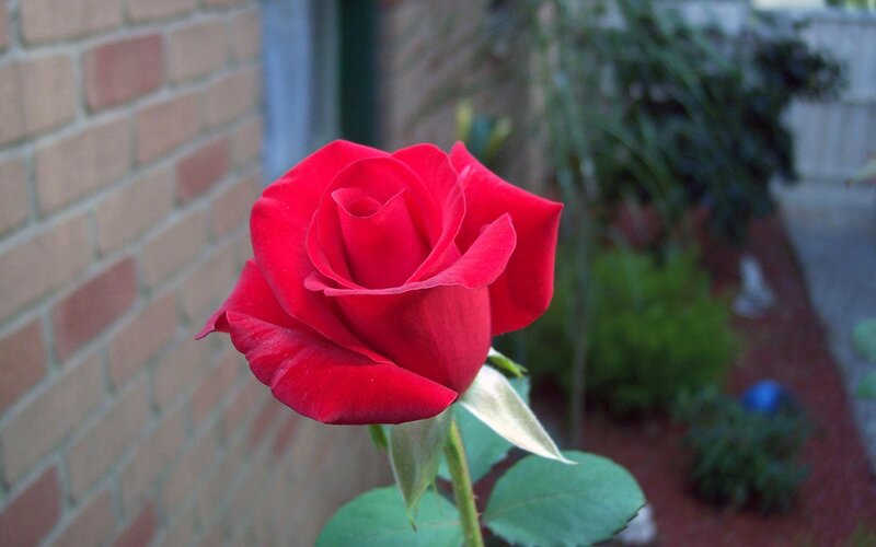 Red Rose in Garden — Calm, Afternoon, Photograph, Brick Wall