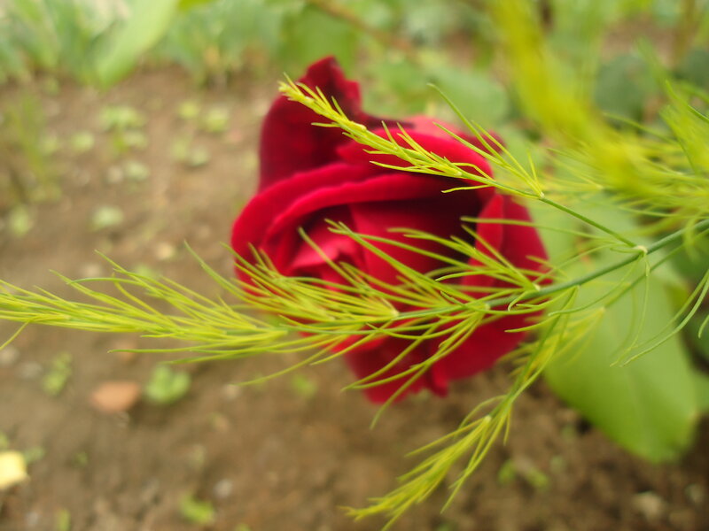 Red Rose in Garden — Calm, Afternoon, Photograph, Green Grass