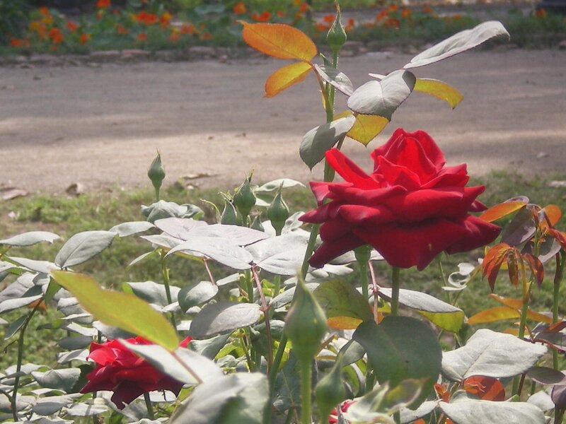 Red Rose in Garden — Calm, Afternoon