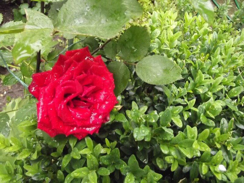 Red Rose in Garden — Calm, Morning