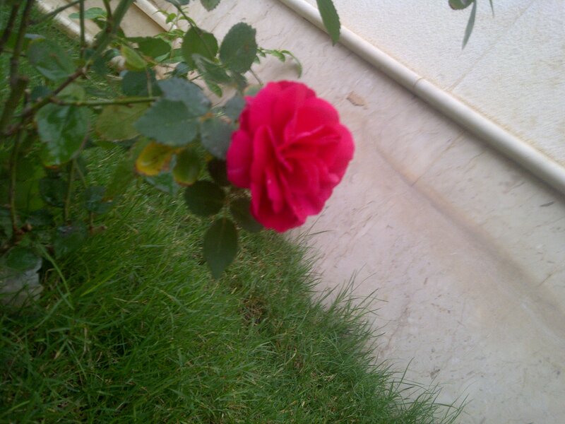 Red Rose in Garden — Calm, Photograph