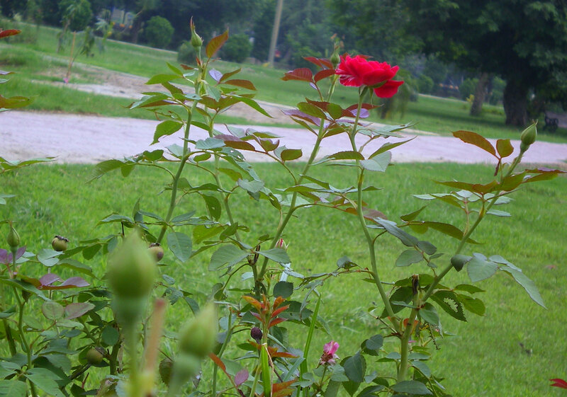 Red Rose in Garden — Calm