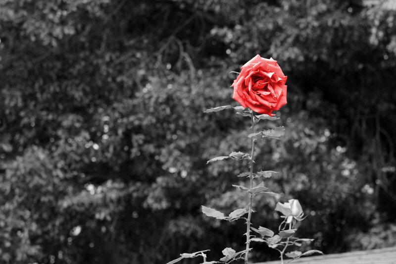Red Rose in Garden — Dramatic, Photograph, Stem