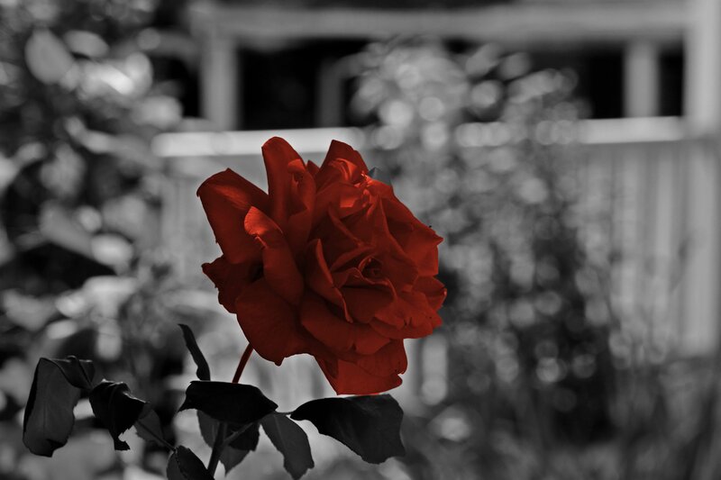 Red Rose in Garden — Dramatic, Photograph