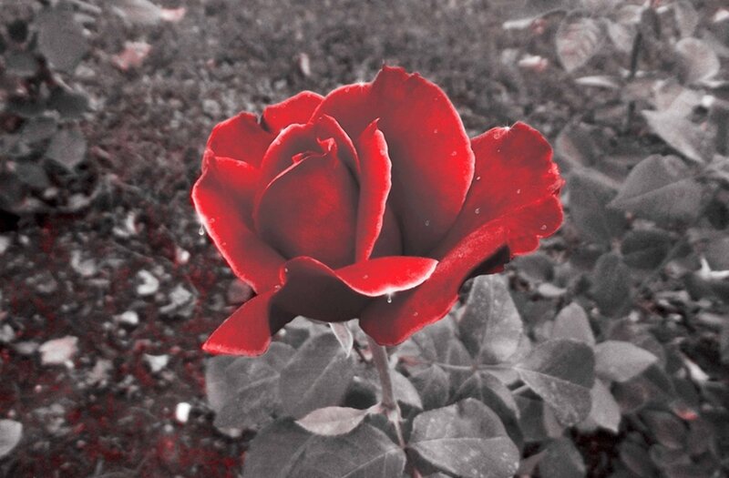 Red Rose in Garden — Dramatic