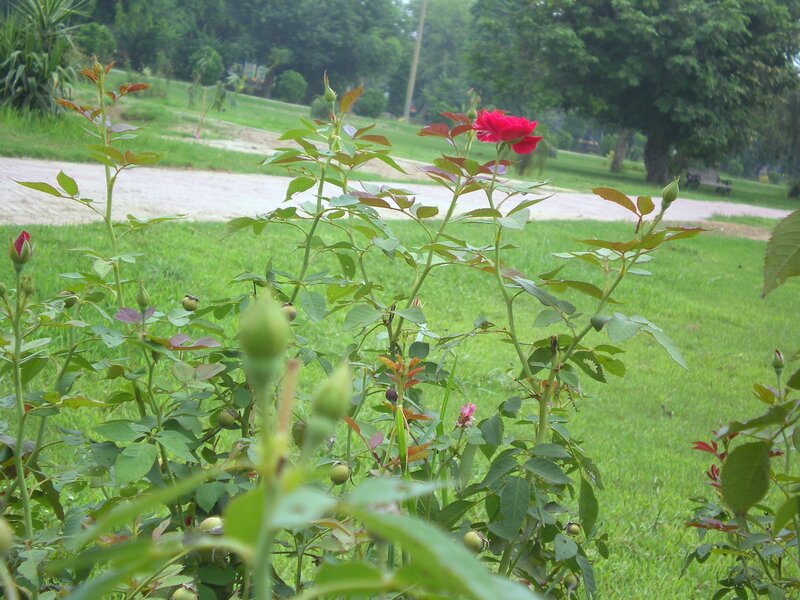 Red Rose in Garden — Green, Calm