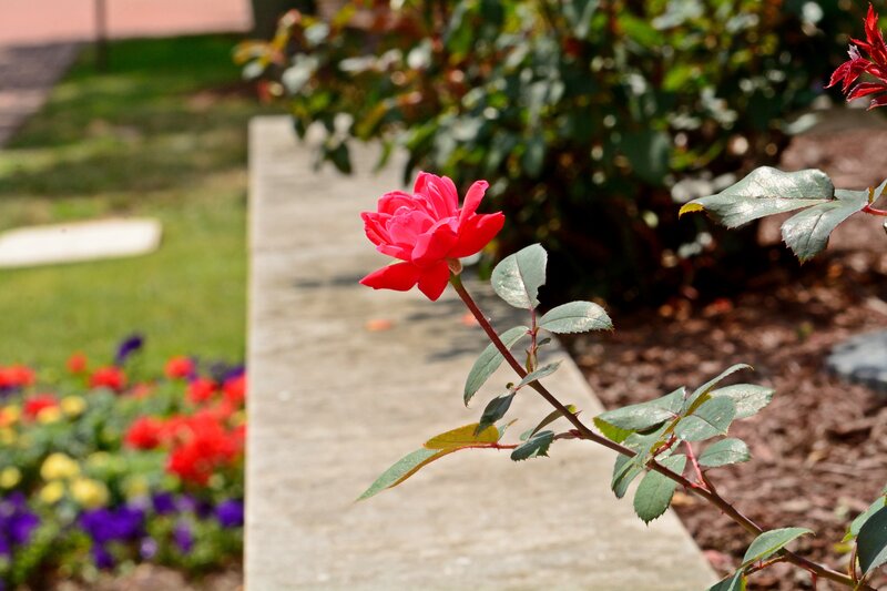 Red Rose in Garden — Serene, Afternoon, Photograph, Flower Bed
