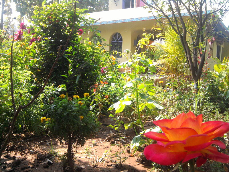 Red Rose in Garden — Serene, Afternoon, Photograph, Flowers
