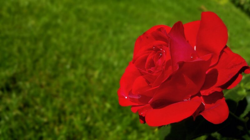 Red Rose in Garden — Serene, Afternoon, Photograph, Grass, Petals