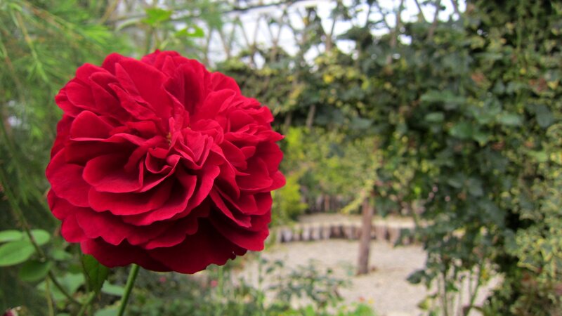 Red Rose in Garden — Serene, Afternoon, Photograph, Green Leaves, Path