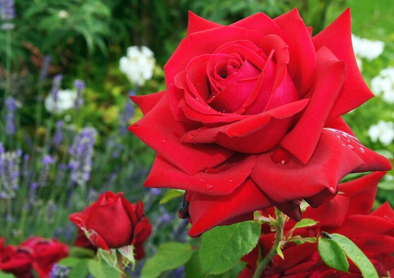 Red Rose in Garden — Serene, Afternoon, Photograph, Green Leaves