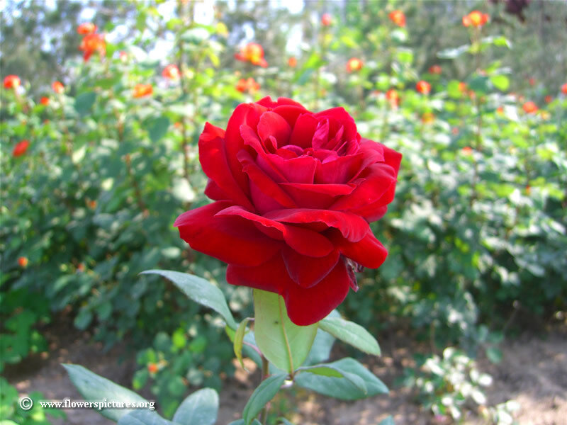 Red Rose in Garden — Serene, Afternoon, Photograph